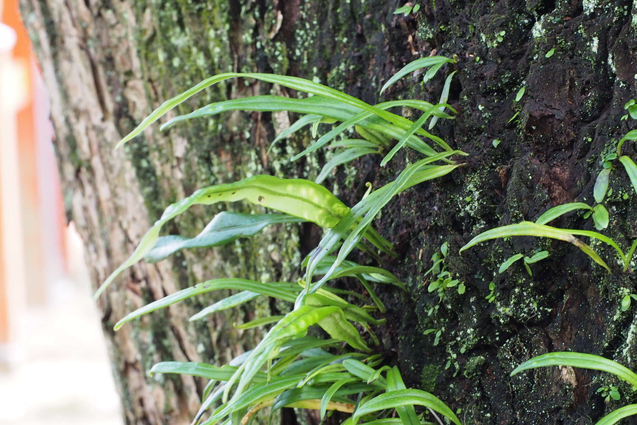 Image of Weeping Fern