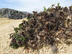 صورة Lepidium sisymbrioides Hook. fil.