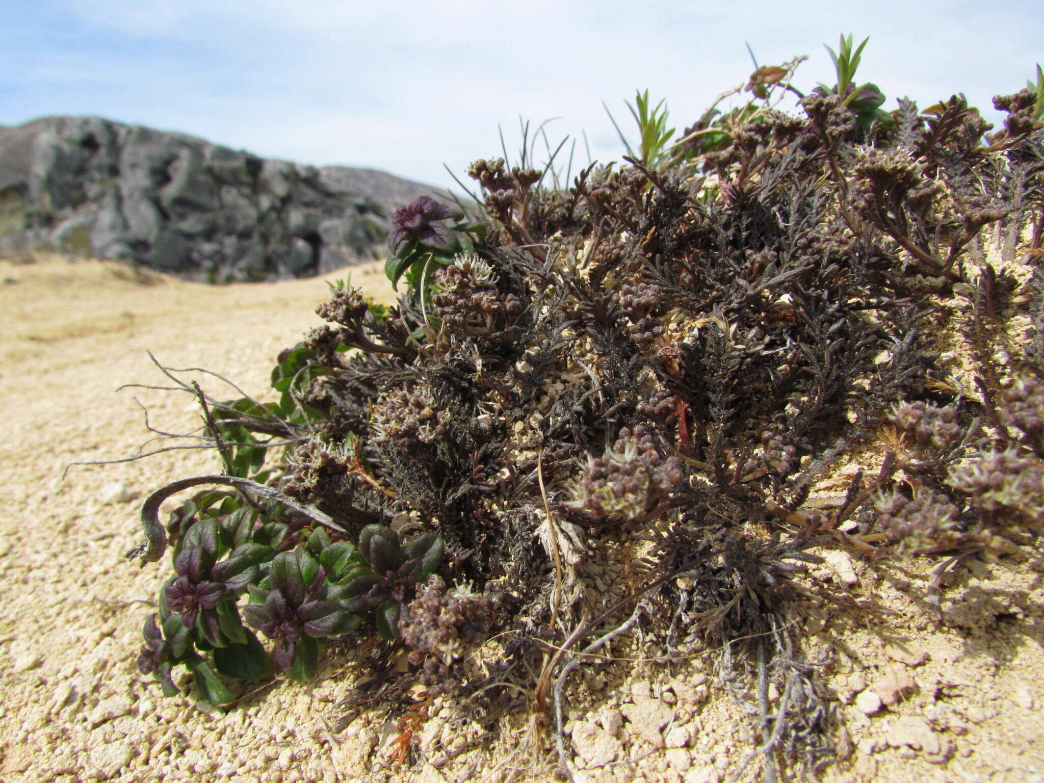 صورة Lepidium sisymbrioides Hook. fil.