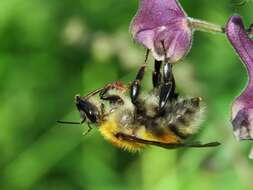 Слика од Bombus consobrinus Dahlbom 1832