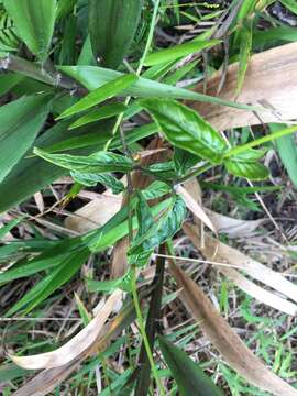 Image of Puerto Rico Water-Willow