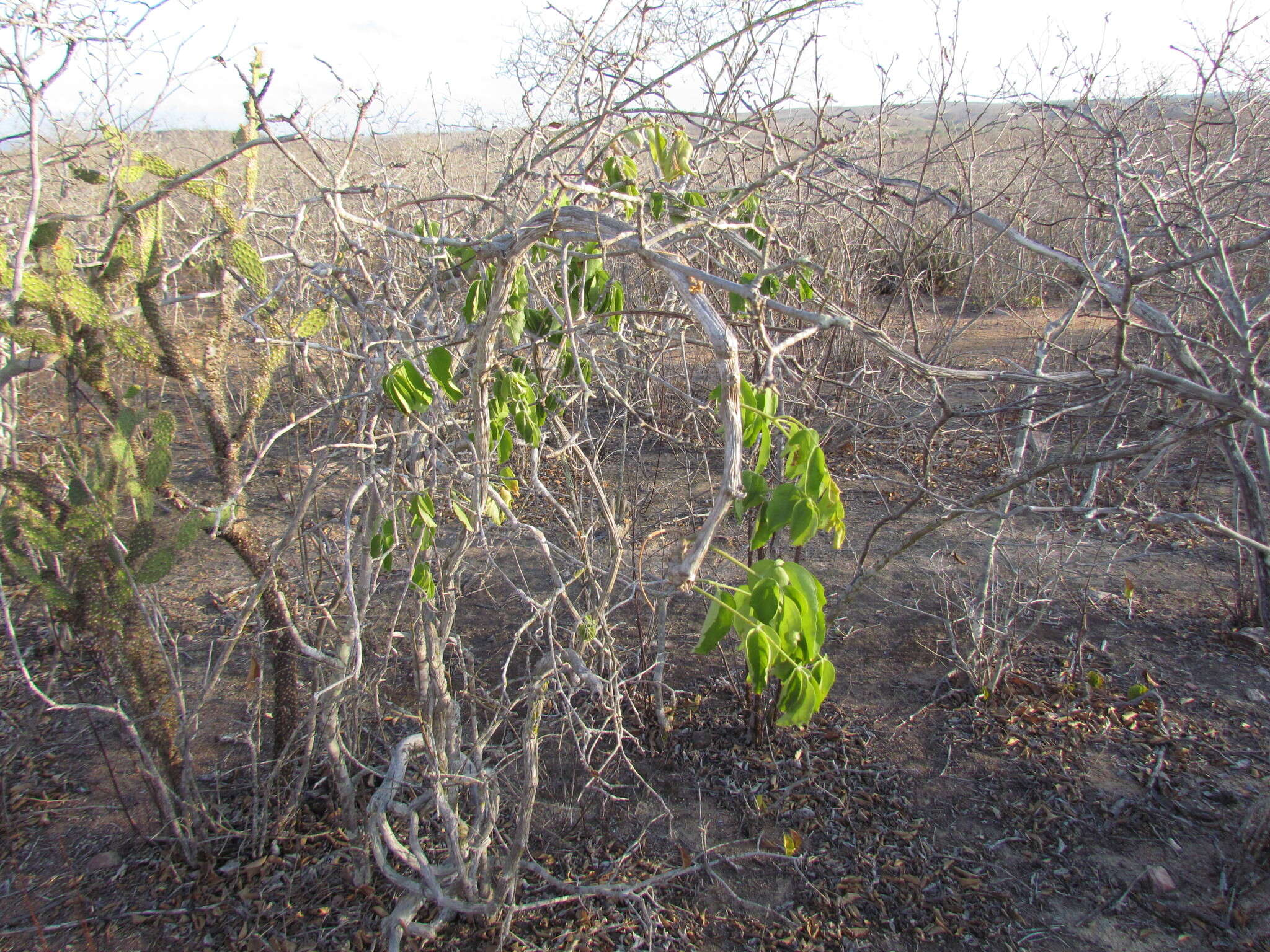 Image of Cissus decidua J. A. Lombardi