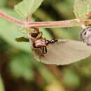 Image de Compsapoderus bistriolatus Alonso-Zarazaga ex Löbl & Smetana