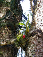 Image of Tillandsia geminiflora Brongn.