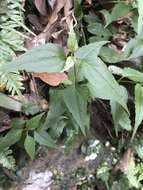 Image of Eupatorium tashiroi Hayata