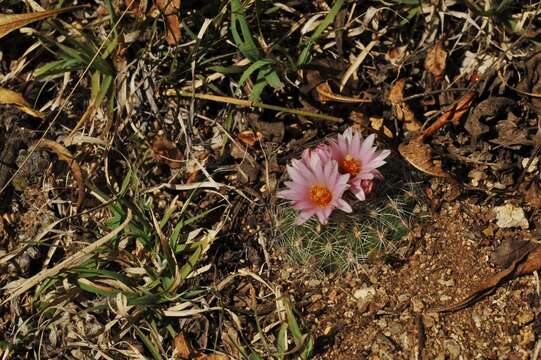 Sivun Turbinicarpus saueri subsp. knuthianus (Boed.) Lüthy kuva