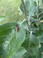 Image of dusky cockroach