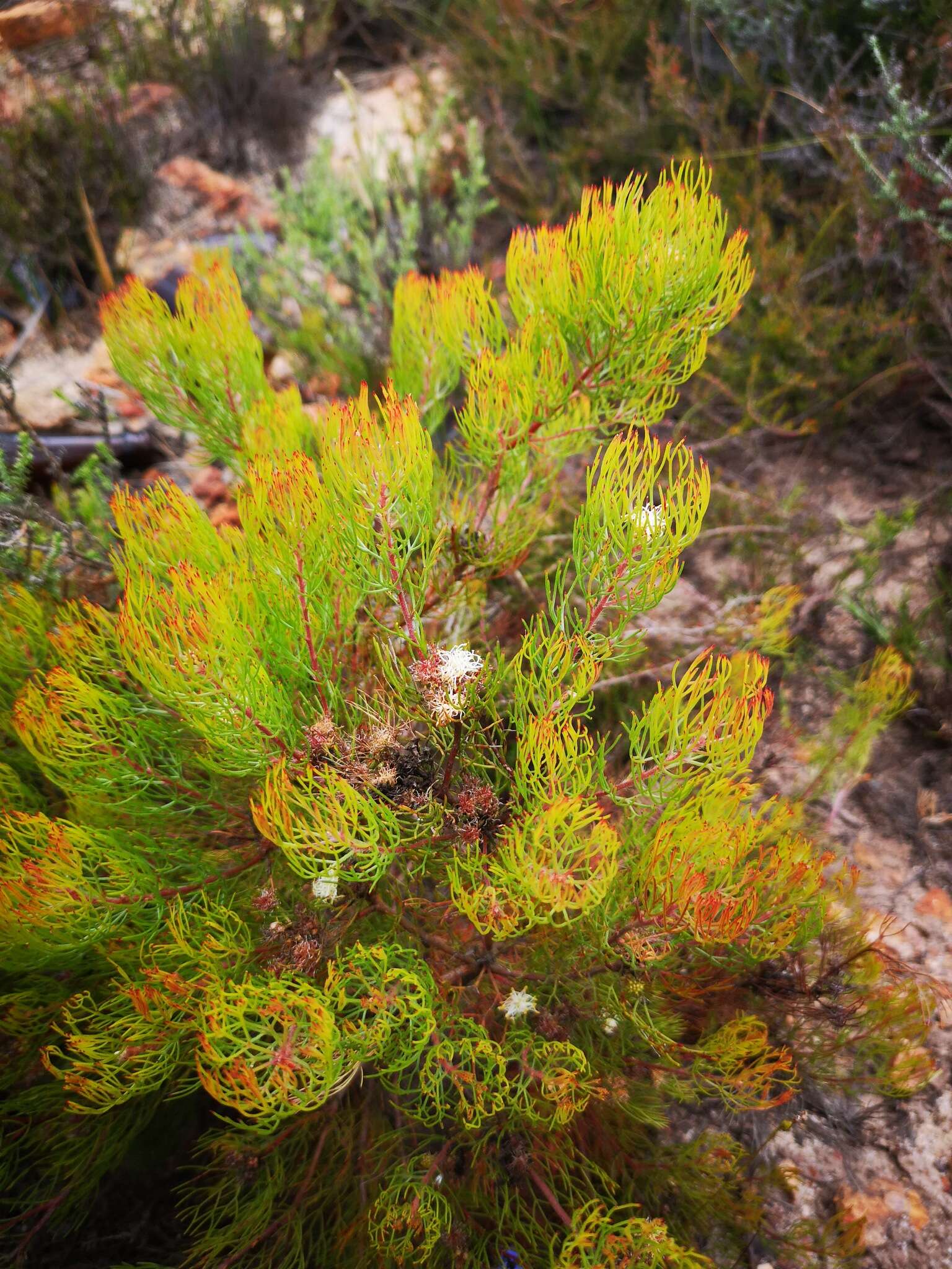 Image of Serruria inconspicua L. Guthrie & Salter