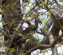 Image of Southern Red-billed Hornbill