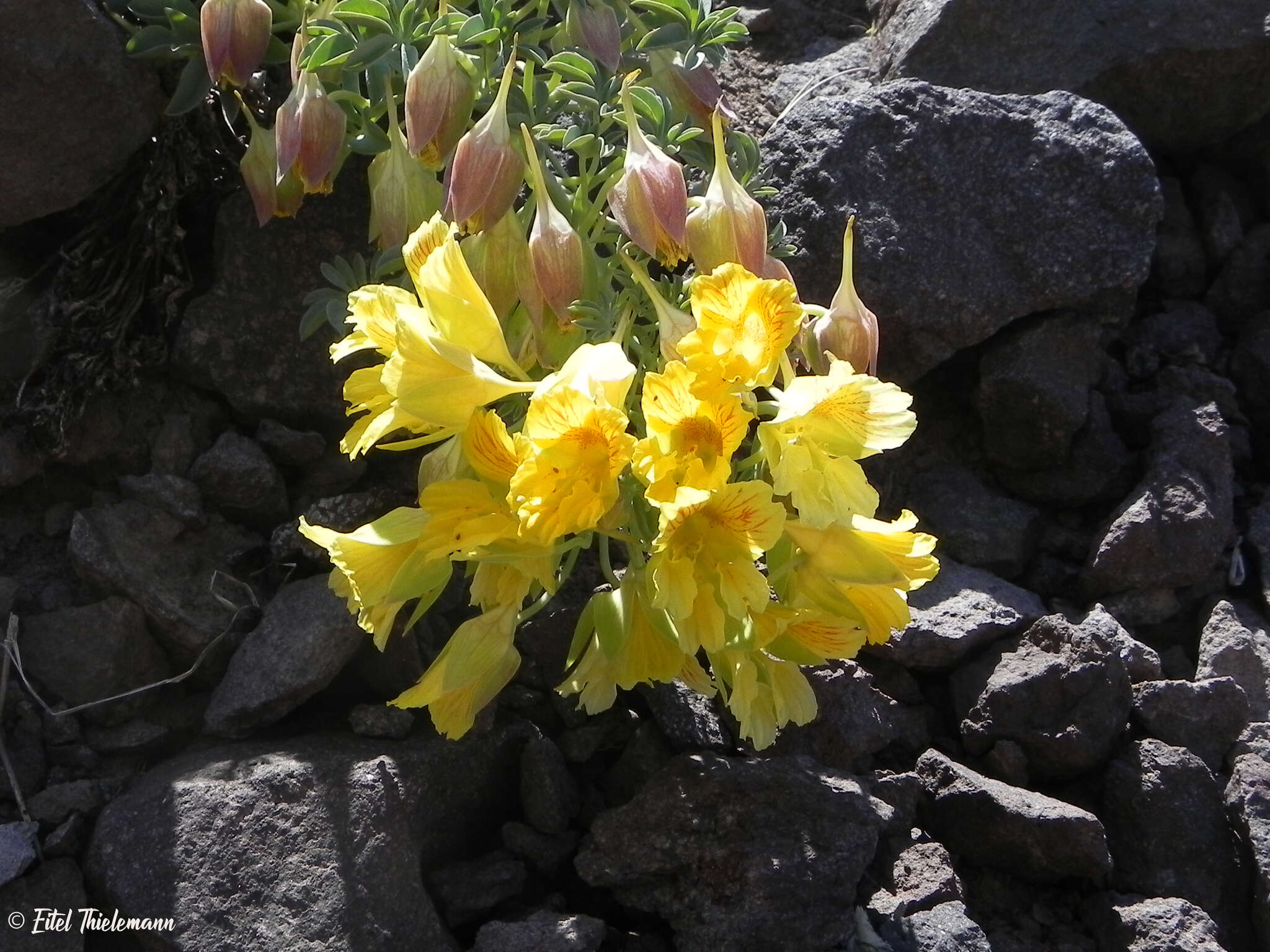 Image of Tropaeolum polyphyllum Cav.