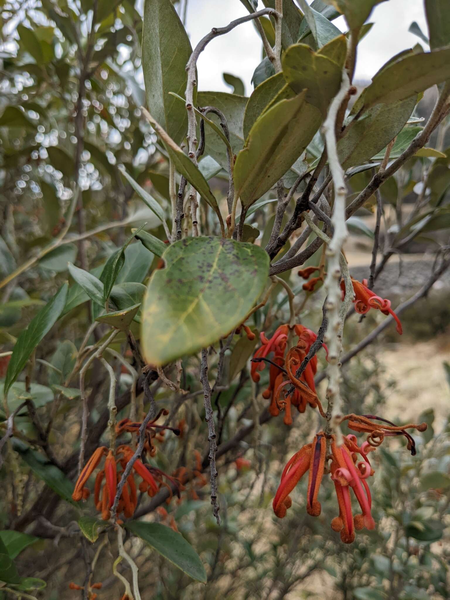 Image of Grevillea victoriae subsp. nivalis V. Stajsic & W. Molyneux