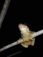 Image of Litoria quiritatus