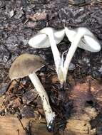 Pluteus brunneidiscus Murrill 1917 resmi