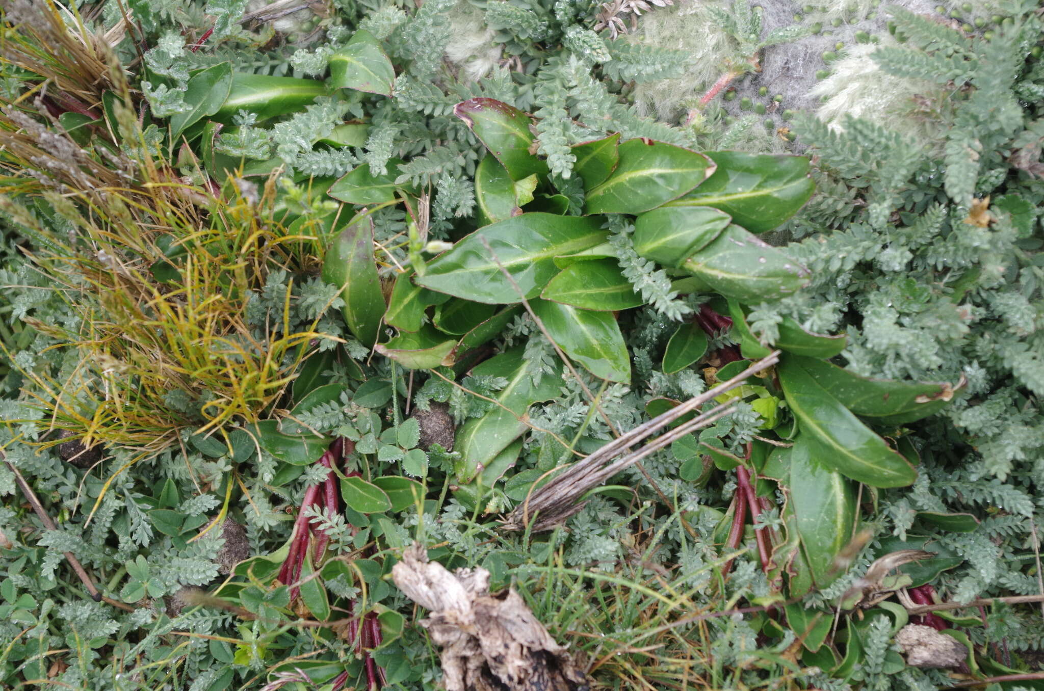 Sivun Oenothera multicaulis Ruiz & Pav. kuva