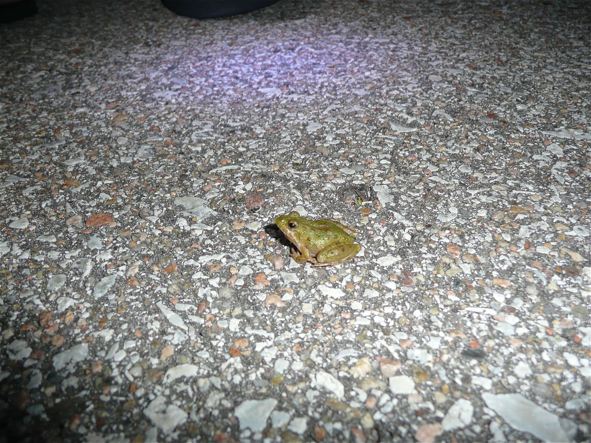 Image of slant-faced grasshopper