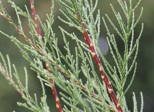 Image of smallflower tamarisk