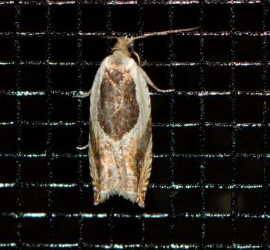 Image of Yellow Birch leaffolder moth