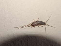 Image of Four-lined Silverfish