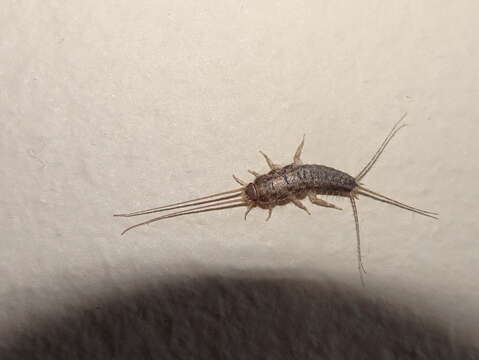 Image of Four-lined Silverfish