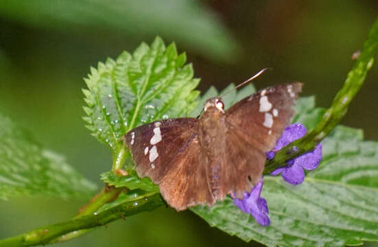 Celaenorrhinus leucocera Kollar 1848 resmi