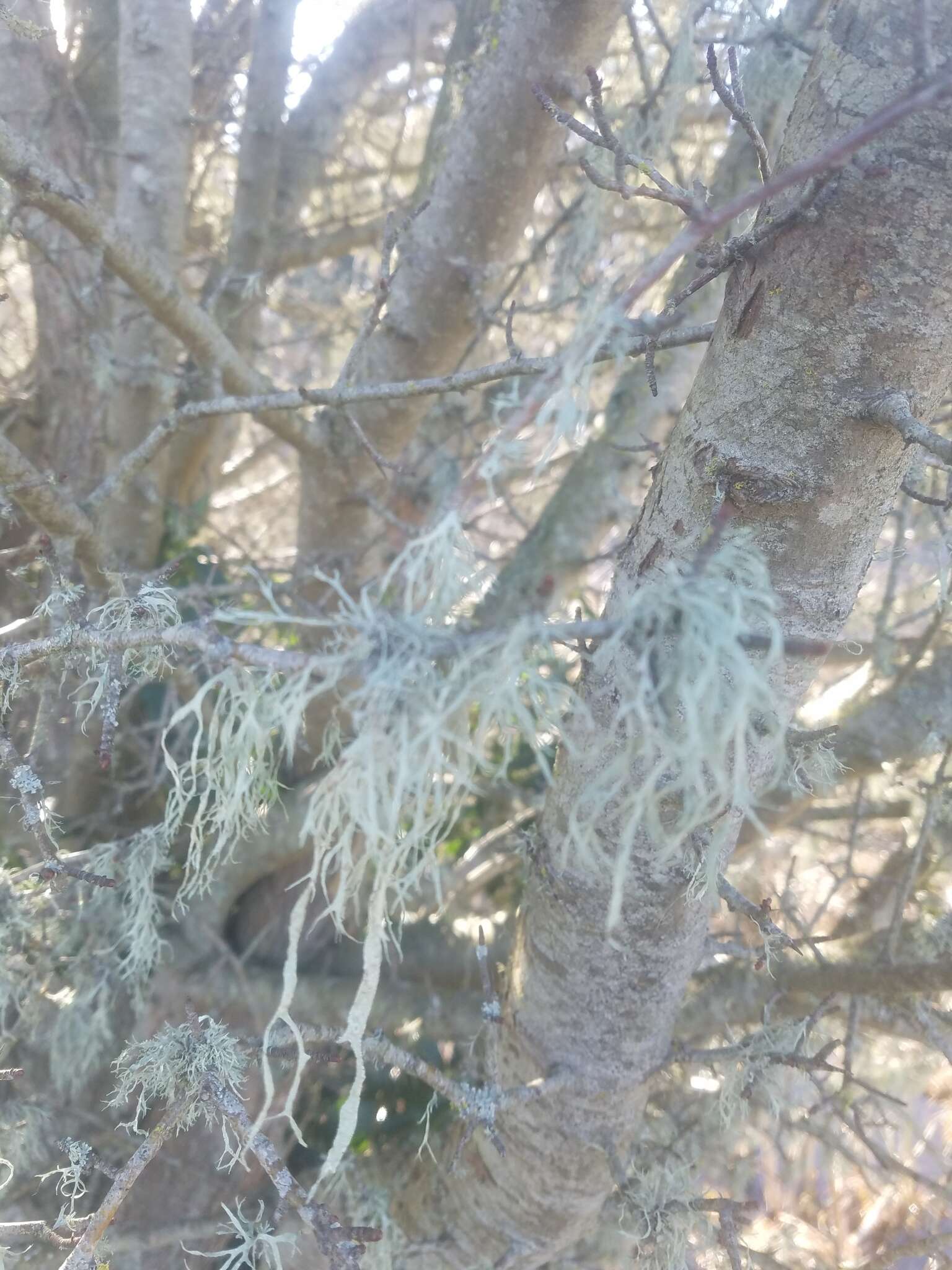 Image of cartilage lichen