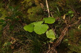 Plancia ëd Pericallis malvifolia (L'Hér.) B. Nord.