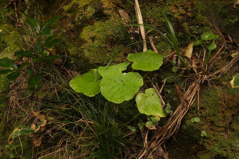 Plancia ëd Pericallis malvifolia (L'Hér.) B. Nord.