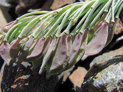 Image de Pseudovesicaria digitata (C. A. Mey.) Rupr.