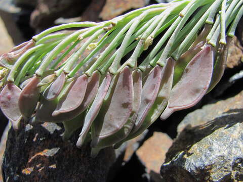 Image de Pseudovesicaria