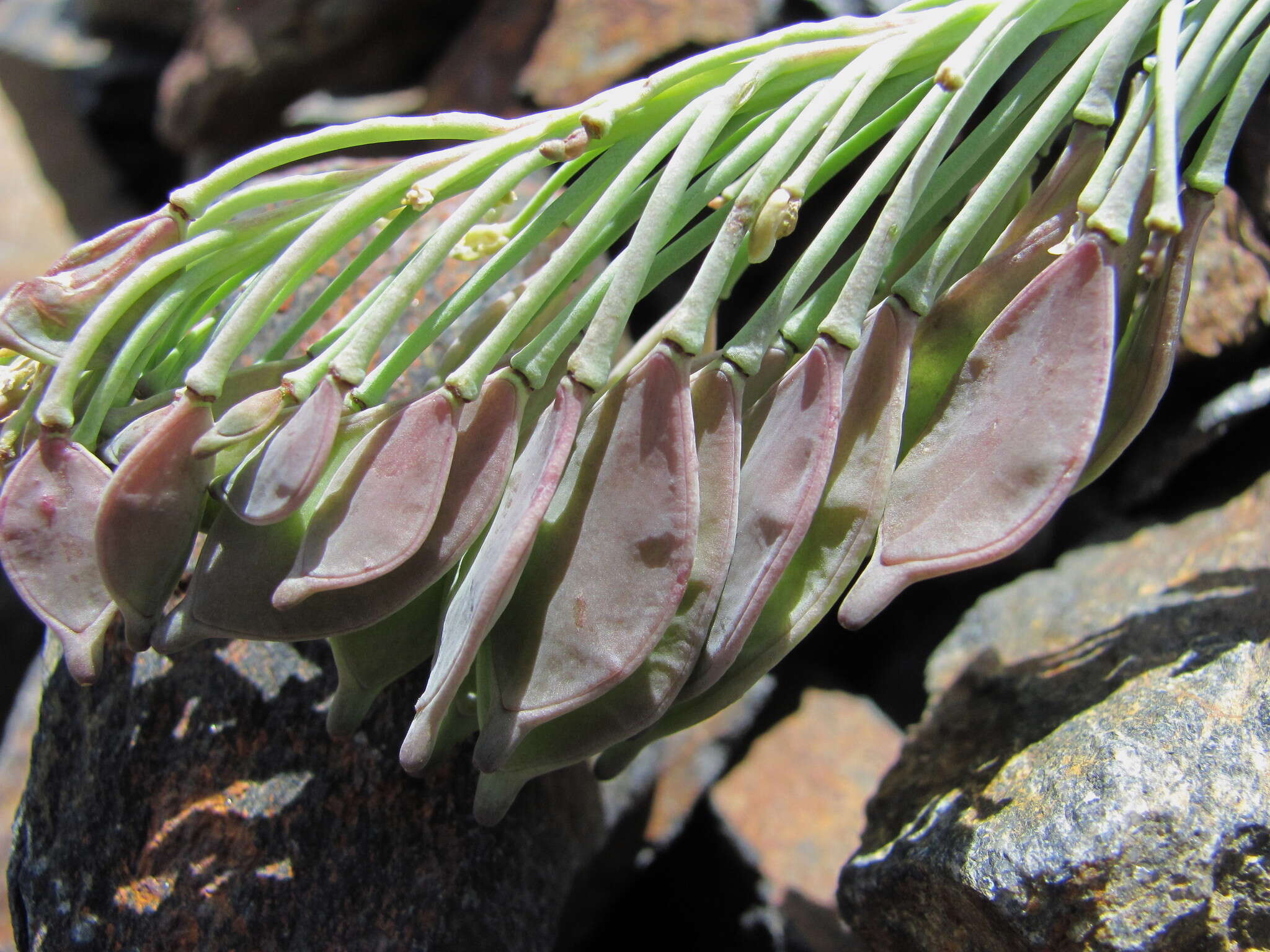 Pseudovesicaria digitata (C. A. Mey.) Rupr. resmi