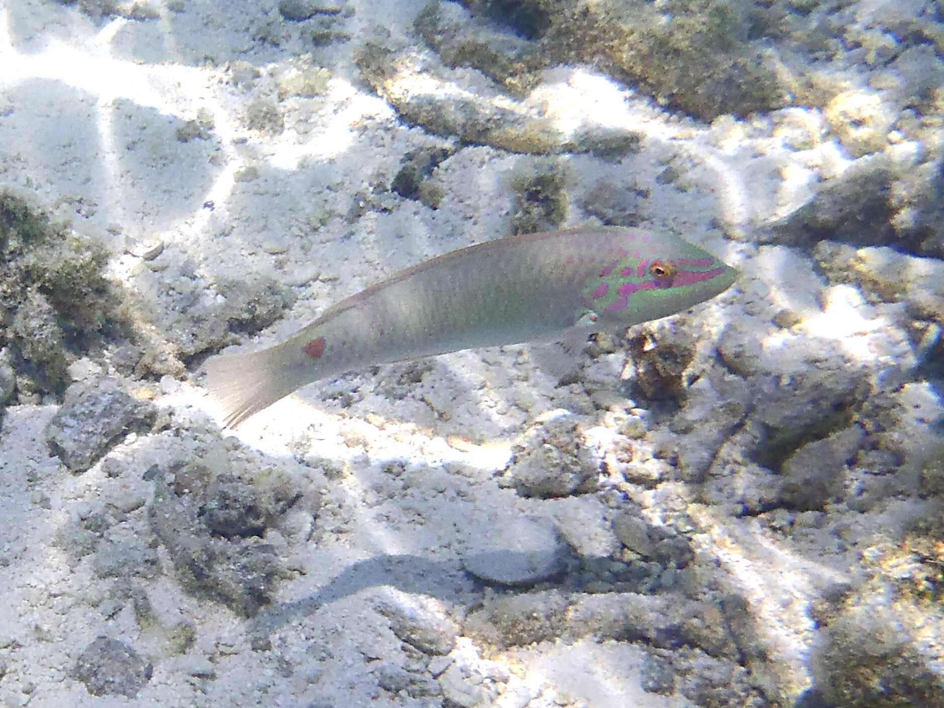 Image of Threespot wrasse