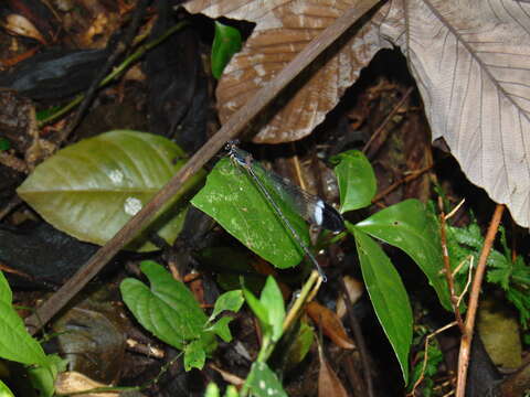 Image of Showy Cascade Damsel