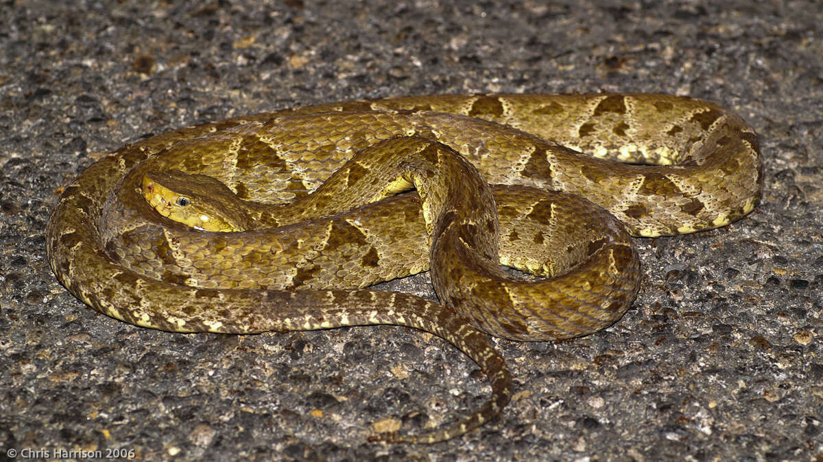 Plancia ëd Bothrops asper (Garman 1883)