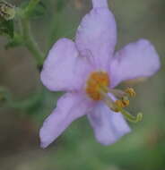 Image of Chaenostoma caeruleum (L. fil.) Kornhall