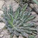 Image of Agave parviflora subsp. parviflora