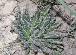 Image of Agave parviflora subsp. parviflora