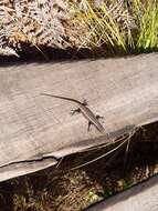 Image of Mulanje Skink