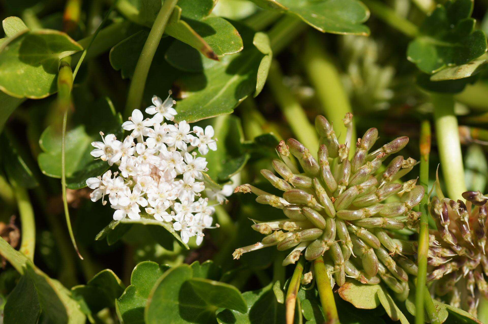 Trachymene humilis (Domin) Benth. resmi