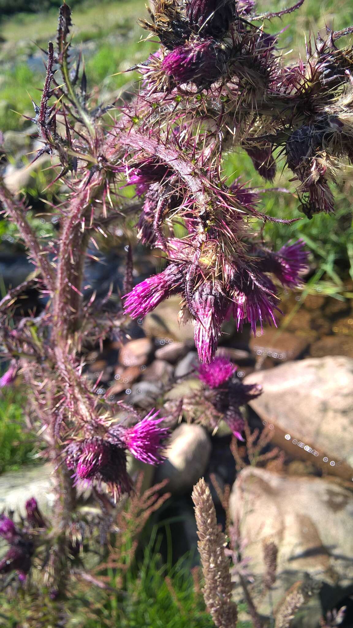 Imagem de Cirsium palustre (L.) Scop.