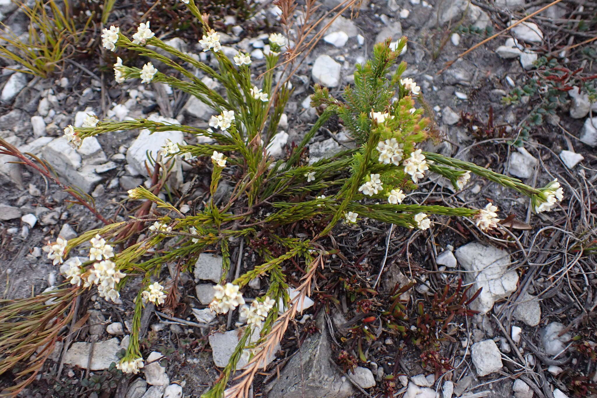 Image of Lachnaea diosmoides Meissn.