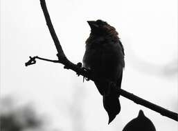 Image of White-rumped Munia