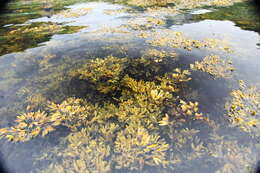 Image of Fucus evanescens