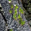 Image of Fluminaria pinifolia (N. E. Br.) N. G. Bergh