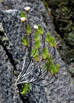 Fluminaria resmi