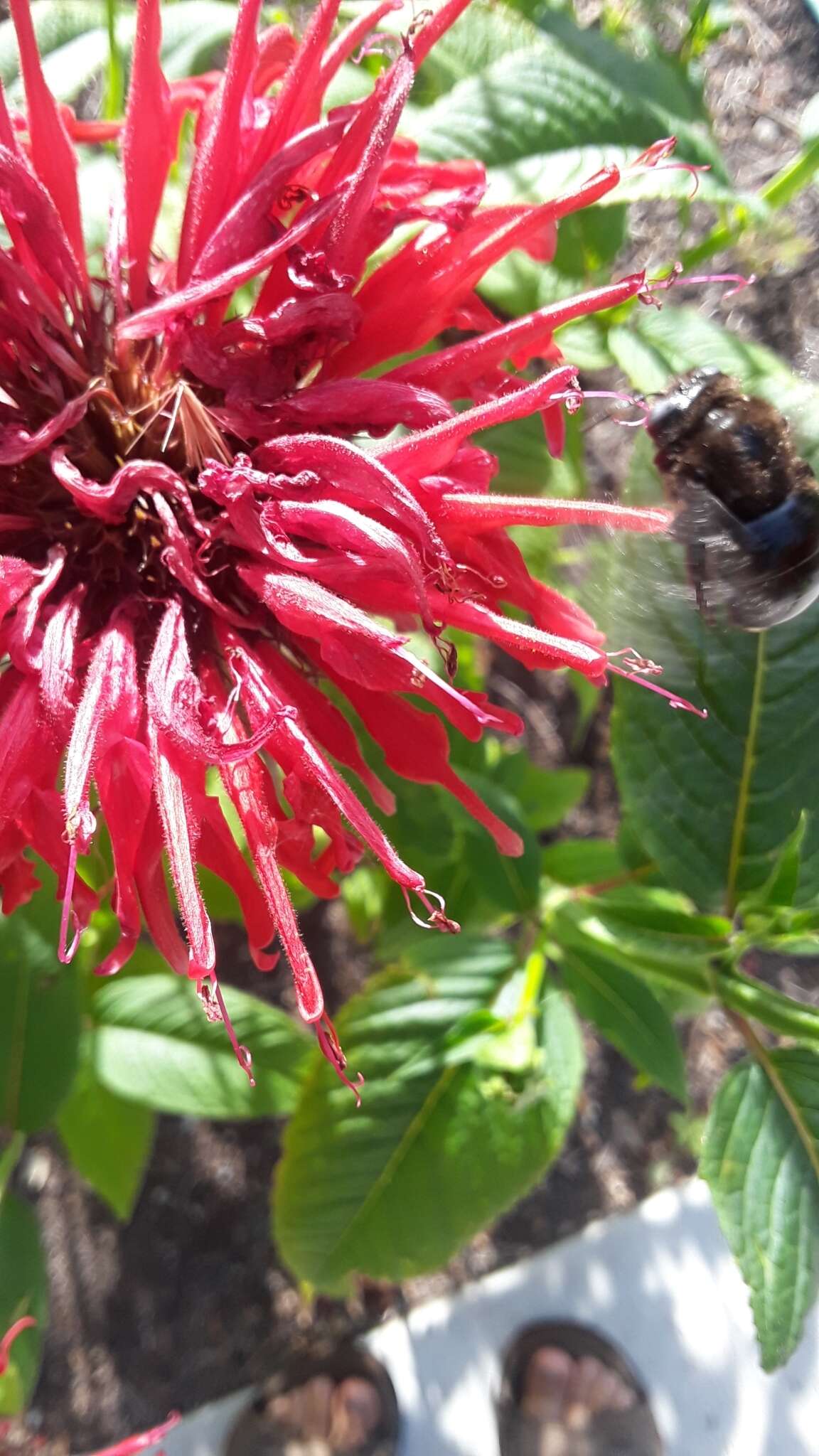 Plancia ëd Xylocopa tabaniformis androleuca Michener 1940