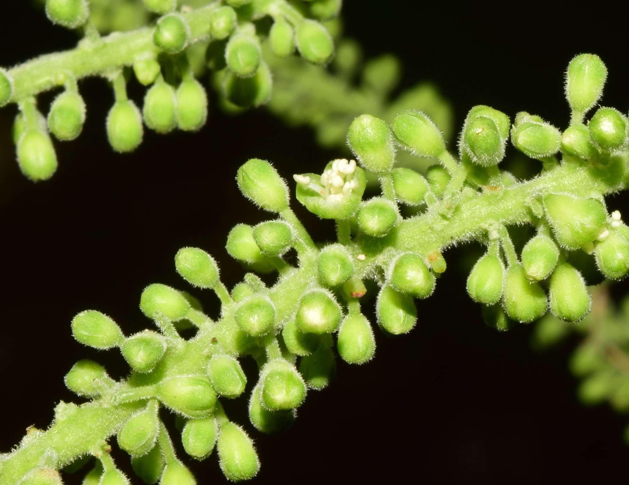 Coccoloba liebmannii Lindau resmi