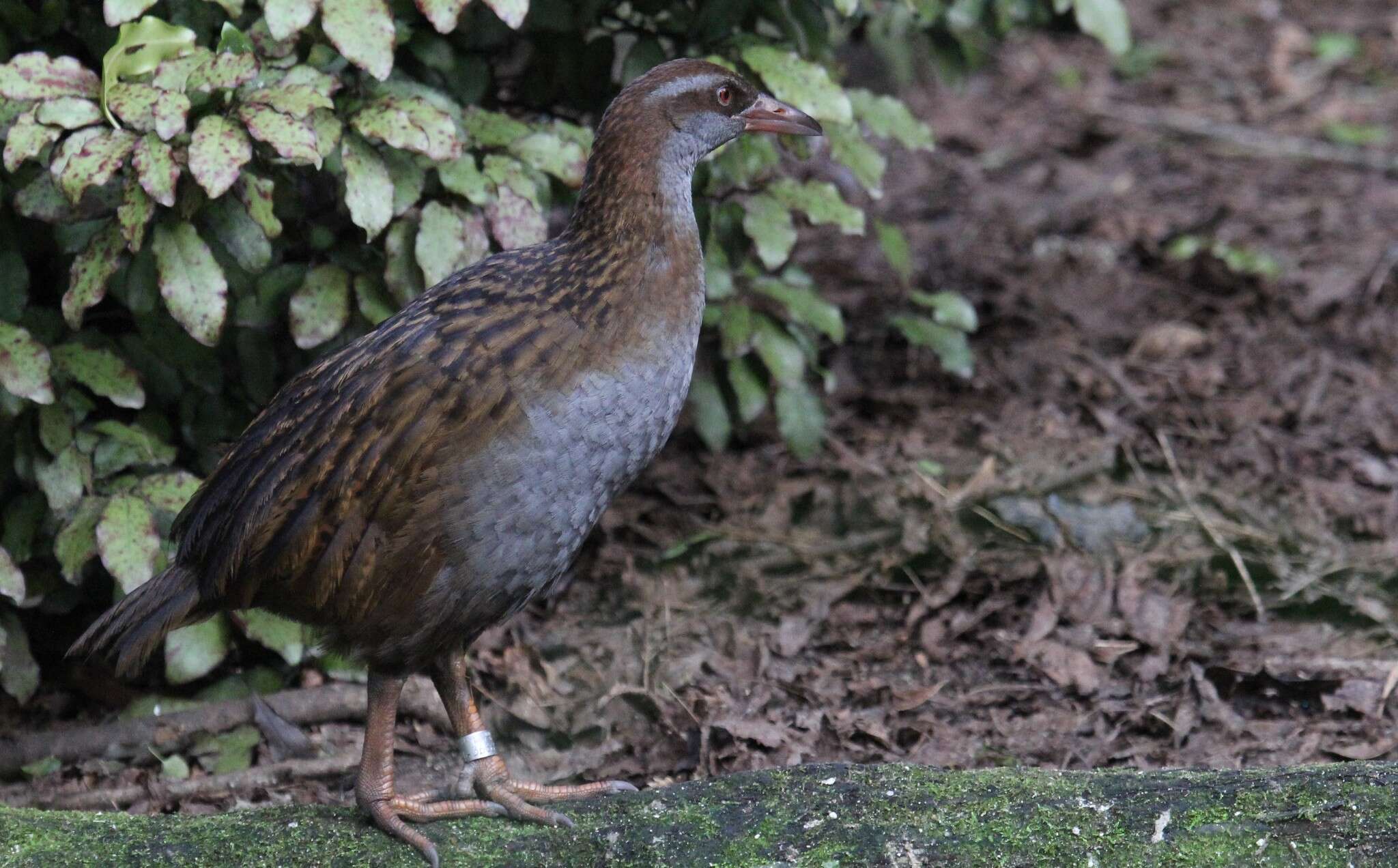 Image of Gallirallus australis greyi (Buller 1888)