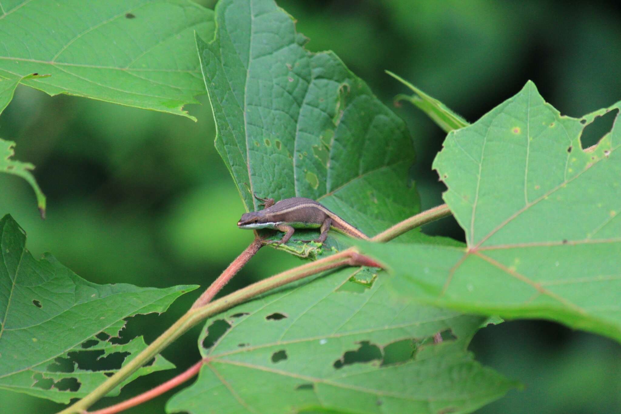 Image of Takydromus intermedius Stejneger 1924