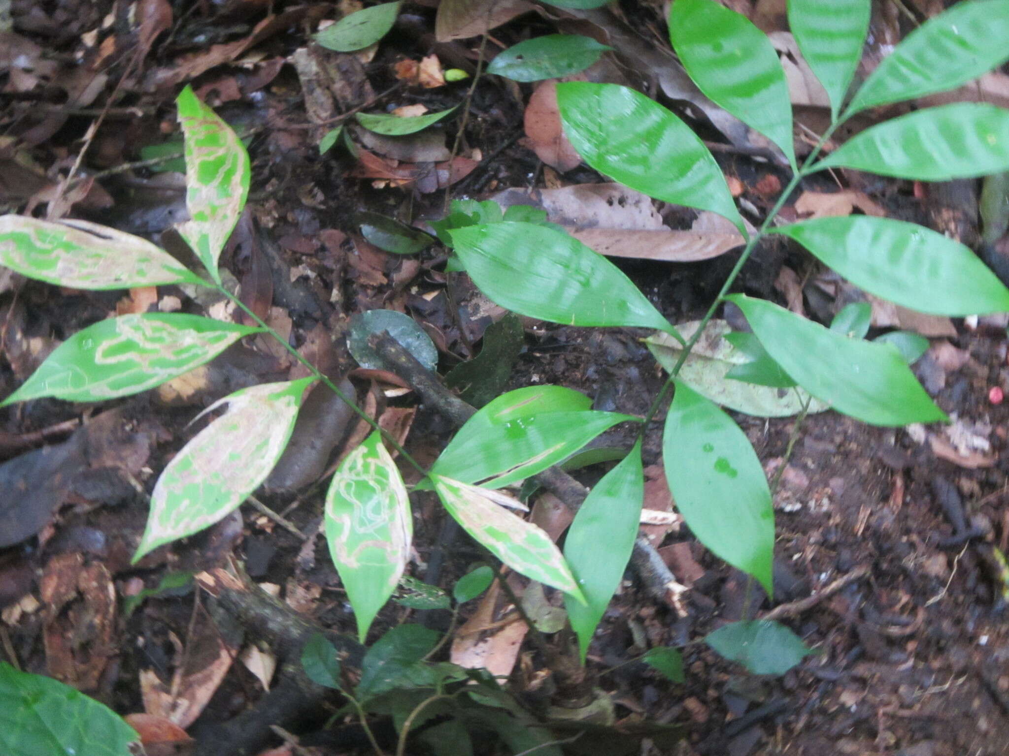 Image of Zamia obliqua A. Braun