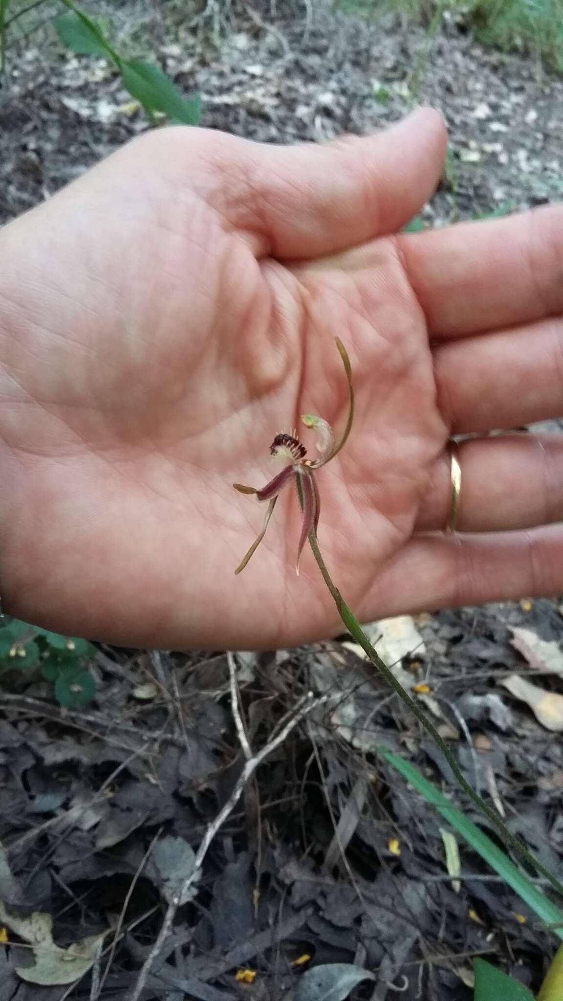 Caladenia plicata Fitzg.的圖片